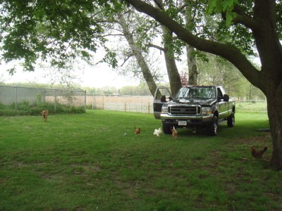 The chickens aka the reason for the fence.