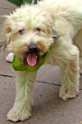 St. Patrick's Day Parade