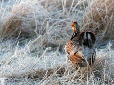 Prairie Chicken 003.jpg