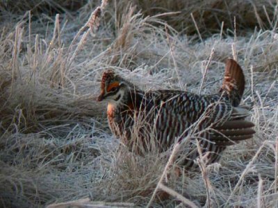Prairie Chicken 004.jpg