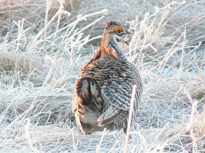 Prairie Chicken 005.jpg