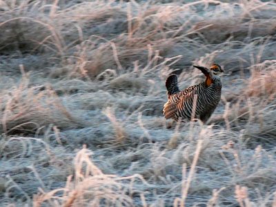 Prairie Chicken 007.jpg