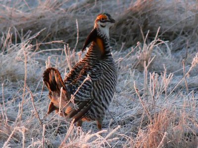 Prairie Chicken 008.jpg