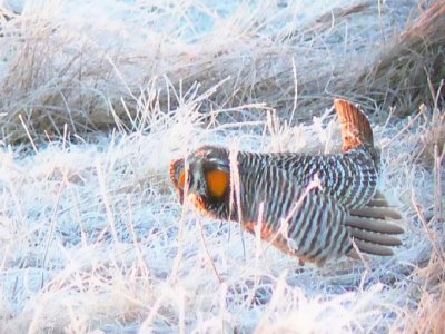 Prairie Chicken 009.jpg