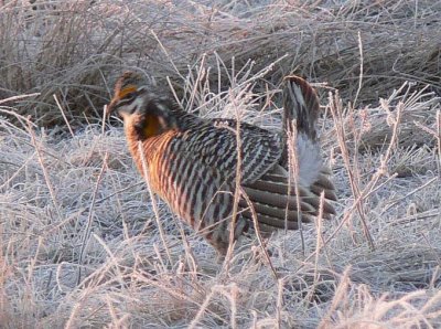 Prairie Chicken 010.jpg