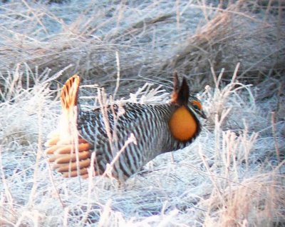 Prairie Chicken 011.jpg