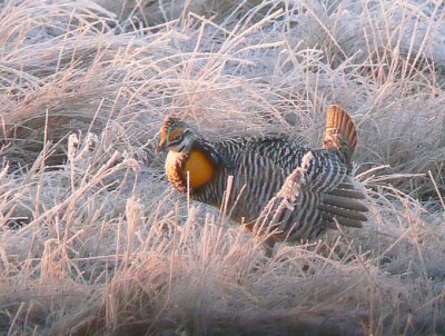 Prairie Chicken 012.jpg