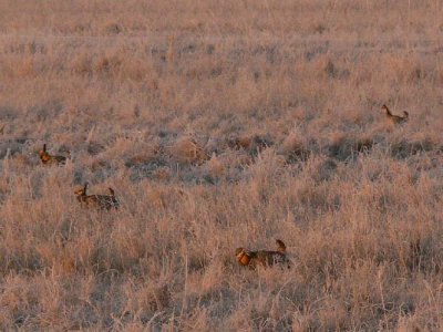 Prairie Chicken 014.jpg