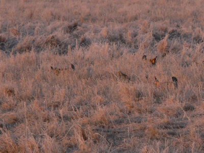 Prairie Chicken 015.jpg