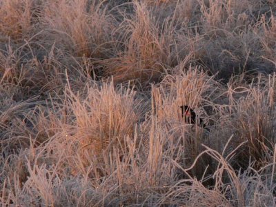 Prairie Chicken 016.jpg