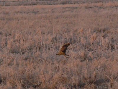 Prairie Chicken 017.jpg