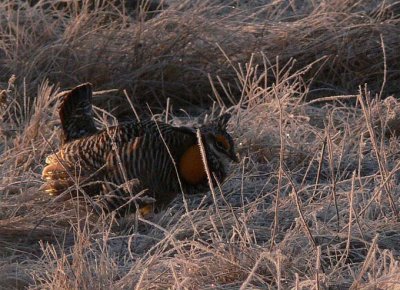 Prairie Chicken 020.jpg