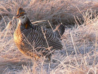 Prairie Chicken 022.jpg