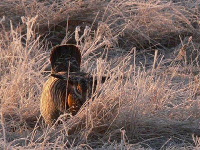Prairie Chicken 026.jpg