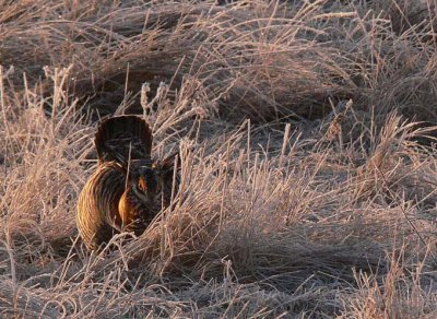 Prairie Chicken 027.jpg