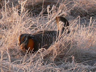Prairie Chicken 028.jpg
