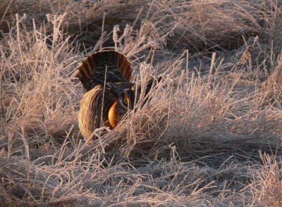 Prairie Chicken 029.jpg