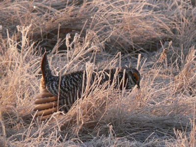 Prairie Chicken 032.jpg