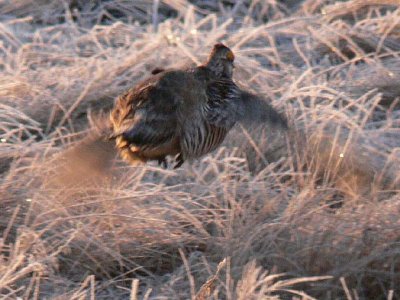 Prairie Chicken 033.jpg