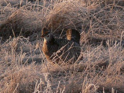 Prairie Chicken 036.jpg