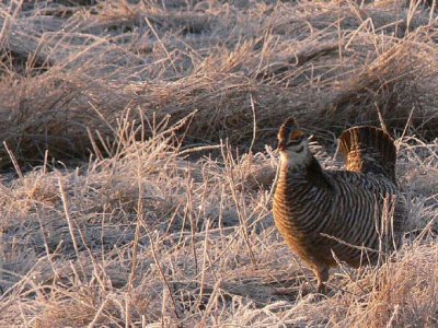 Prairie Chicken 037.jpg
