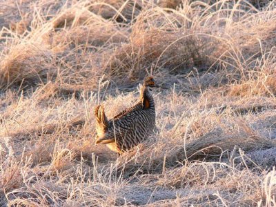 Prairie Chicken 039.jpg