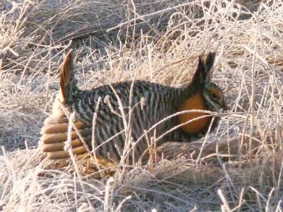 Prairie Chicken 040.jpg