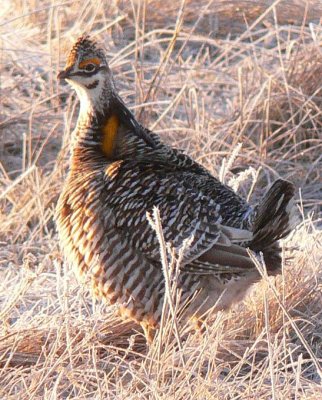 Prairie Chicken 044.jpg
