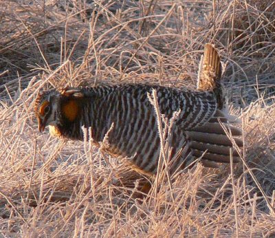 Prairie Chicken 045.jpg