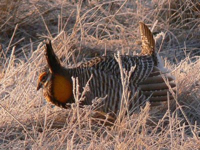 Prairie Chicken 046.jpg