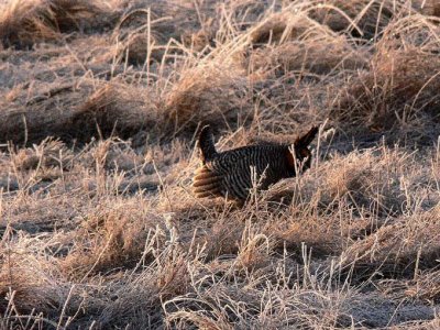 Prairie Chicken 048.jpg