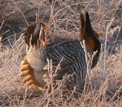 Prairie Chicken 050.jpg