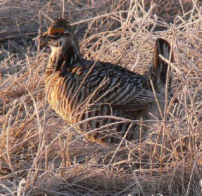 Prairie Chicken 052.jpg