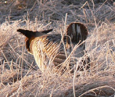 Prairie Chicken 053.jpg