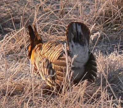 Prairie Chicken 057.jpg
