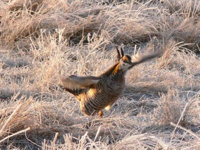 Prairie Chicken 058.jpg