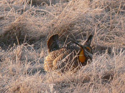 Prairie Chicken 060.jpg