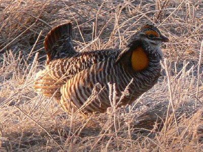 Prairie Chicken 061.jpg
