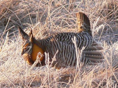 Prairie Chicken 062.jpg