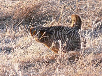 Prairie Chicken 063.jpg