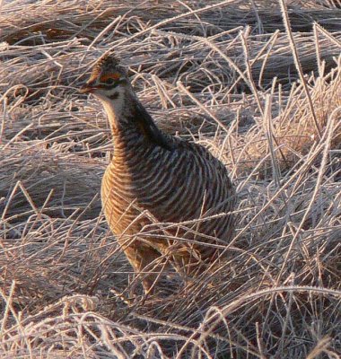 Prairie Chicken 064.jpg