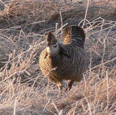 Prairie Chicken 065.jpg