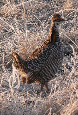 Prairie Chicken 066.jpg
