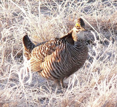Prairie Chicken 067.jpg