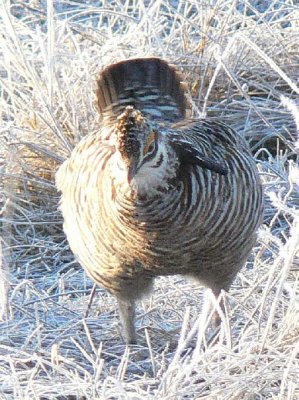 Prairie Chicken 068.jpg