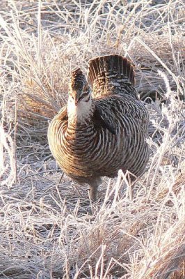 Prairie Chicken 069.jpg