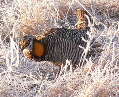 Prairie Chicken 070.jpg