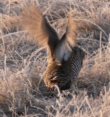 Prairie Chicken 071.jpg