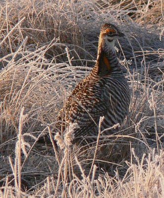 Prairie Chicken 072.jpg