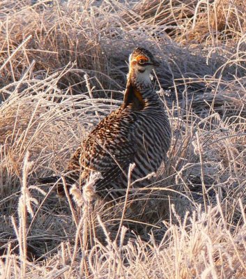 Prairie Chicken 073.jpg